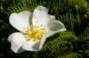 floresurllebesnard1_small.jpg