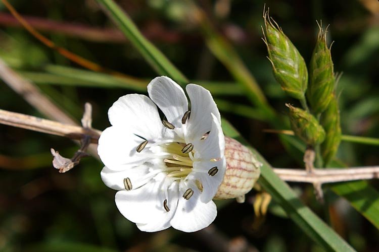 floresurllebesnard2.jpg