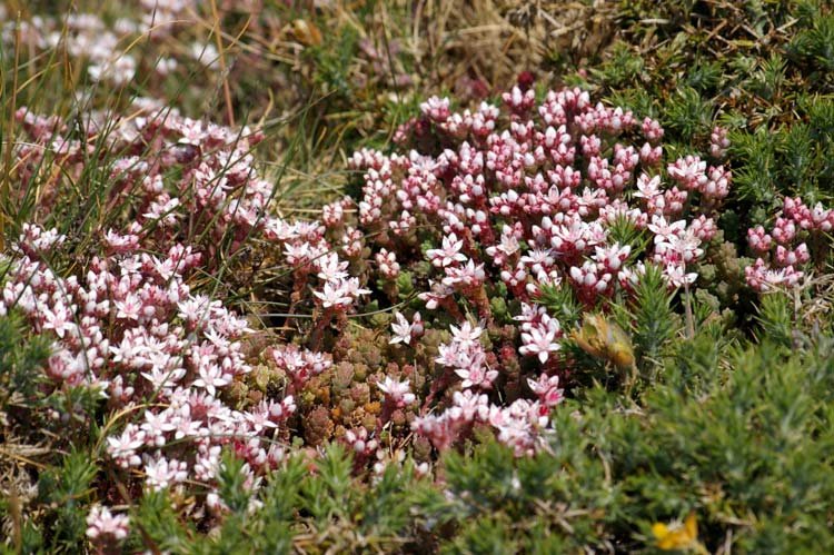 floresurllebesnard3.jpg