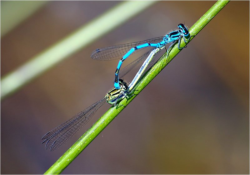 amoursdedemoiselles.jpg