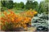 azalesetverdure_small.jpg