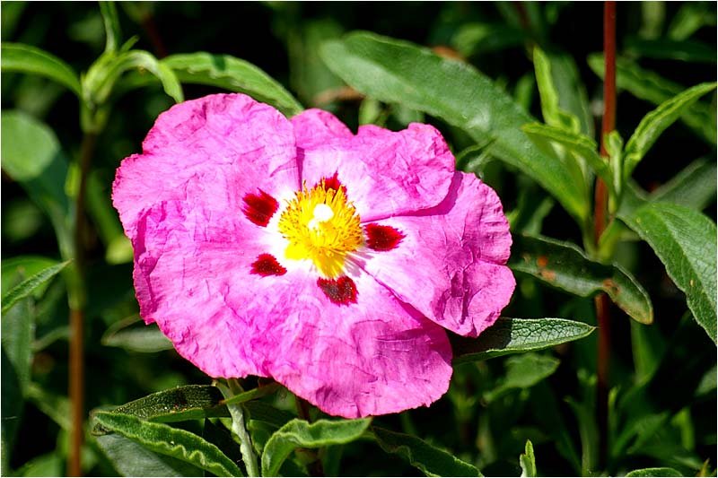 chiffonnadedefleur.jpg