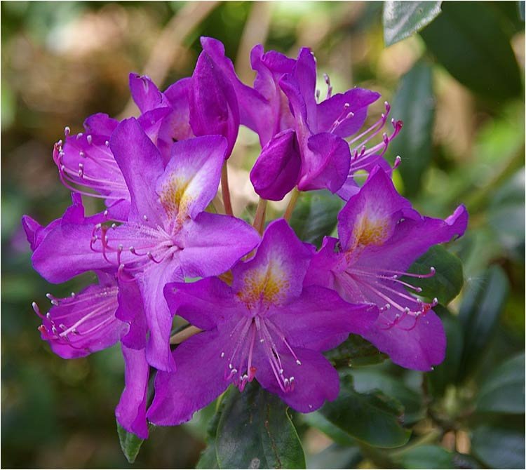 fleurderhododendron.jpg