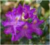fleurderhododendron_small.jpg