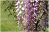 glycine_small.jpg