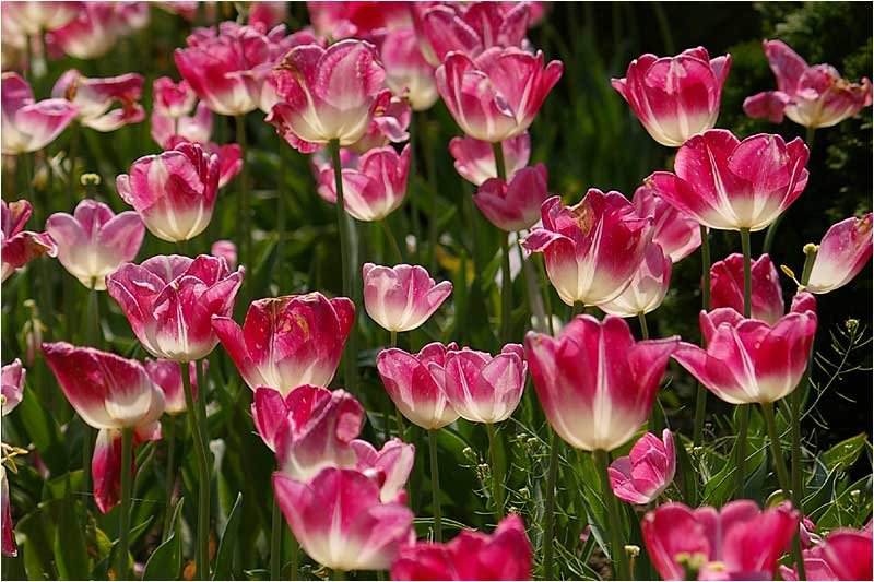 massifdetulipes2.jpg