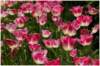 massifdetulipes2_small.jpg
