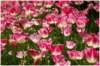 massifdetulipes_small.jpg