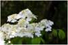 pleinefloraison_small.jpg